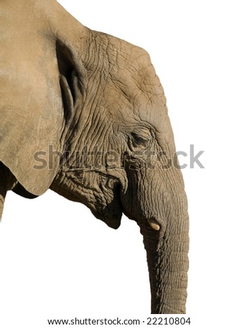 African Elephant Side View Isolated On White Stock Photo 22210804 ...