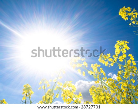 Rapeseed field at spring with sparkling sun