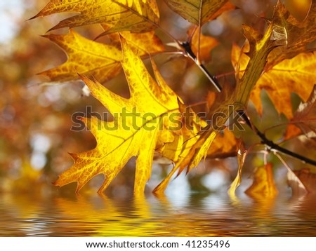 Beautiful red oak tree with water reflection
