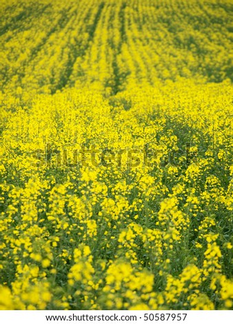Canola field vertical view with shallow depth of field