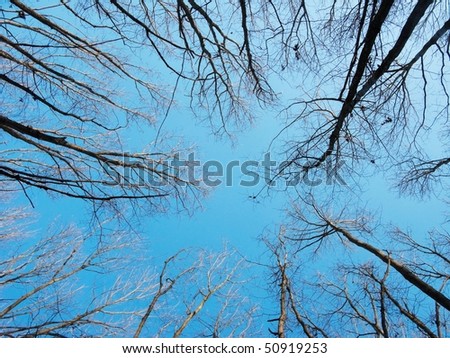 Group of trees soaring toward a pure blue sky