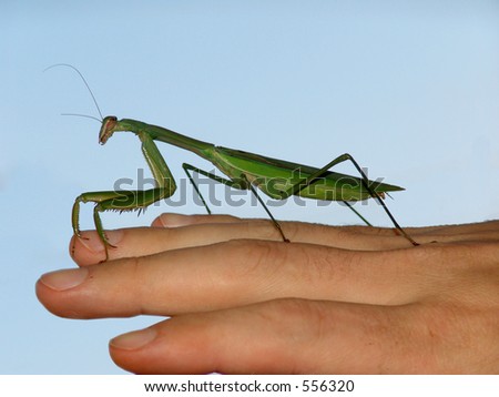 Praying Mantis on Man's Hand