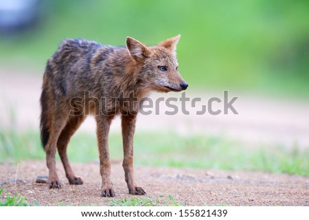 The golden jackal (Canis aureus), also known as the common jackal, Asiatic jackal  in Kaeng Krachan National Park,Phetchaburi Province, Thailand