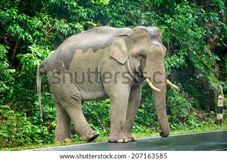 Wild elephants walk alone on the road