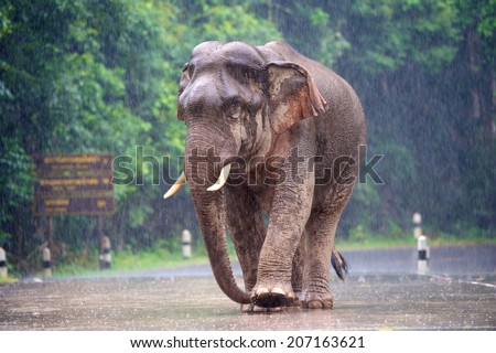 Wild elephants walk alone  in the rain