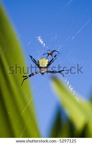 A hawaiian tropical spider on a web.