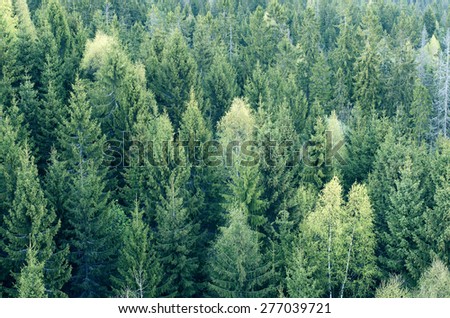 Forest from the bird eye