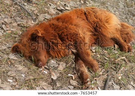 homeless dog sleeps on roadside lawn