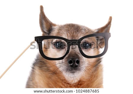 cute chihuahua with a