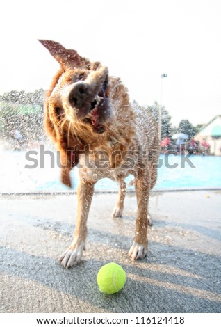 a wet dog shaking water off