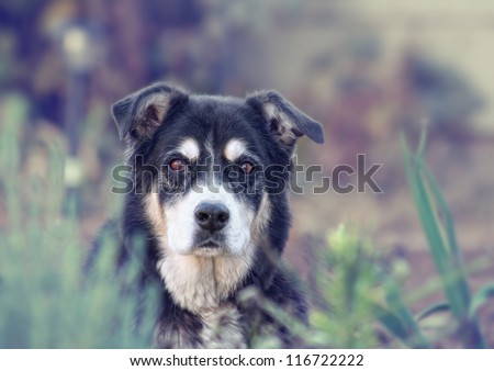 a senior dog looking at the camera