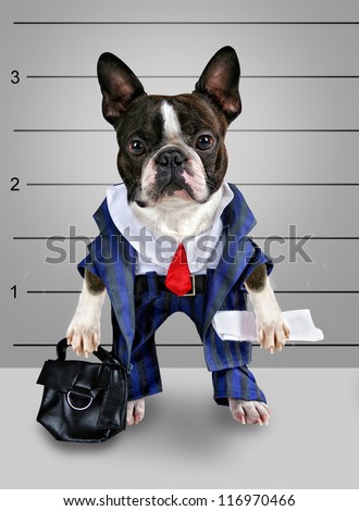 a dog in front of a convict poster getting a mug shot taken