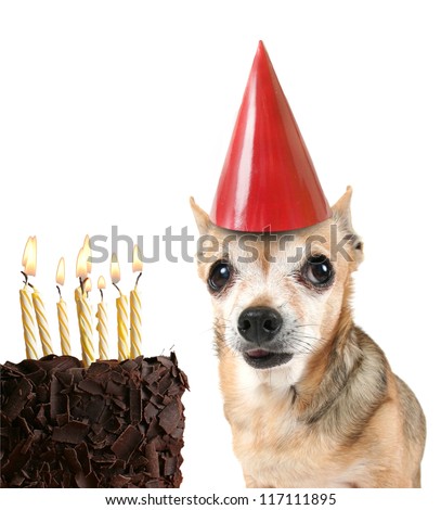 a cute chihuahua with birthday cake and a party hat on