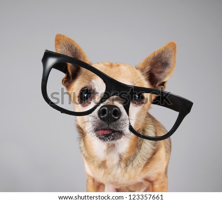 Smart Chihuahua Wearing Glasses Stock Photo 123357661 : Shutterstock