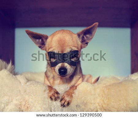 a cute  chihuahua on a blanket with a mask on