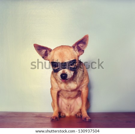 a cute chihuahua with a mask on