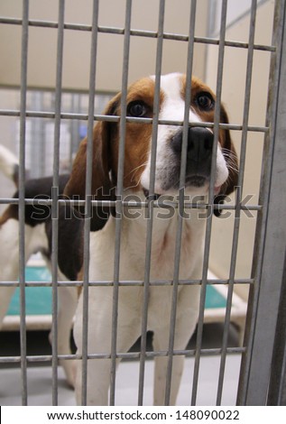 a dog in an animal shelter, waiting for a home
