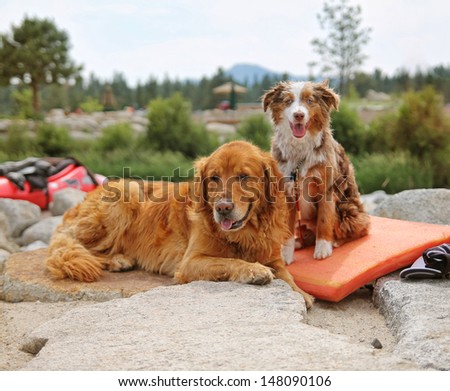 a pair of dogs enjoying the outdoors on a beautiful summer day