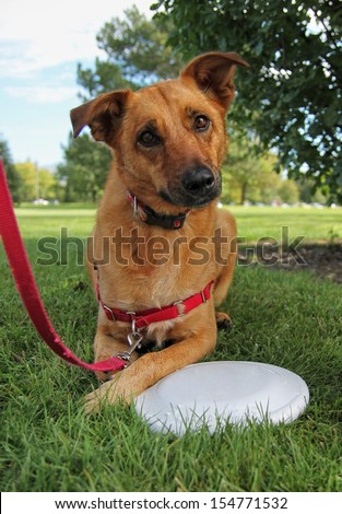 a cute dog in a park during summer with a frisbee