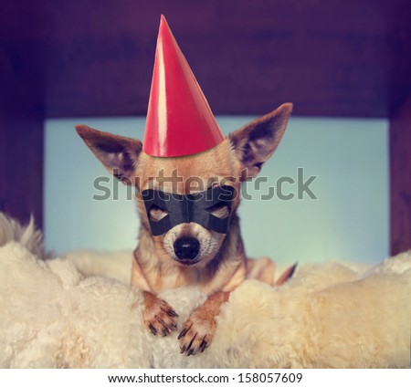 a cute  chihuahua on a blanket with a mask and a party hat on