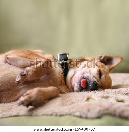 a cute chihuahua on a bed with his tongue out