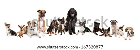 Similar – Image, Stock Photo Man with huge dog on street