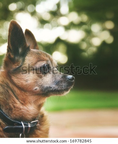 a handsome chihuahua mix senior dog with dark muted tones