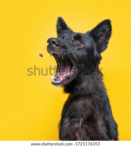 Image, Stock Photo Furry dog catching snack in studio