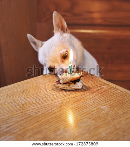 a cute chihuahua eating a birthday snack with a candle on it