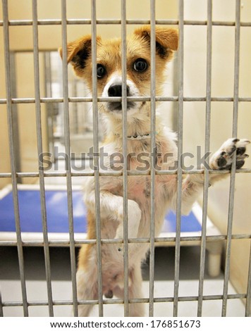 a dog in an animal shelter, waiting for a home to be adopted