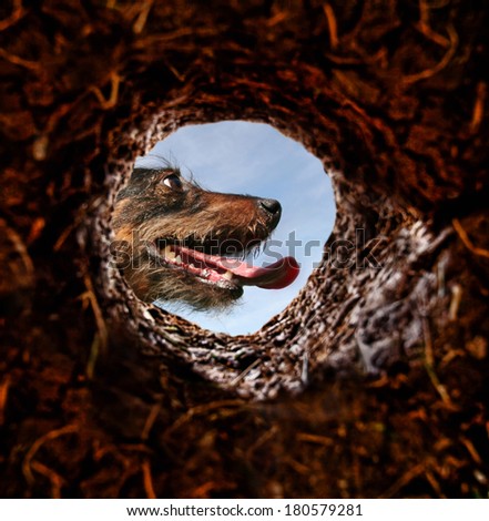 a dog peeking into a dirt hole in the ground