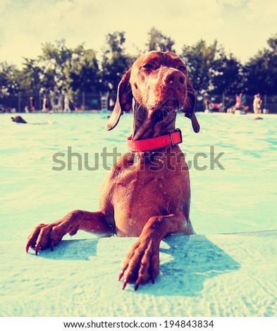 a cute dog at a local public pool done with a retro vintage instagram filter