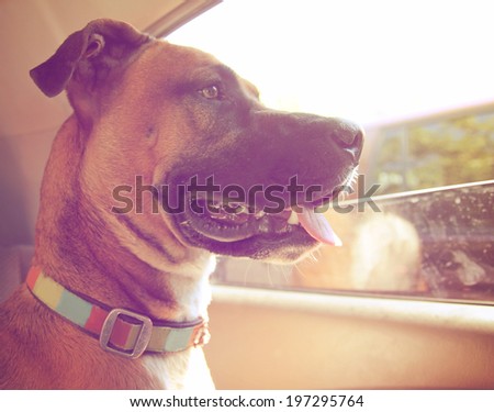 a boxer dog riding in a car done with a retro vintage instagram filter