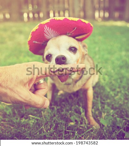 a chihuahua with a sombrero hat on sitting in the grass done with a retro vintage instagram filter