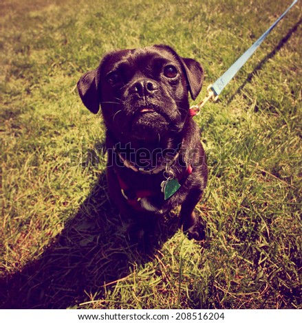 a cute pug toned with a retro vintage instagram filter