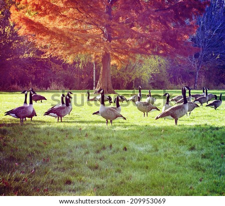 a flock of canadian geese in a local park by trees with autumn leaves toned with a vintage retro instagram filter