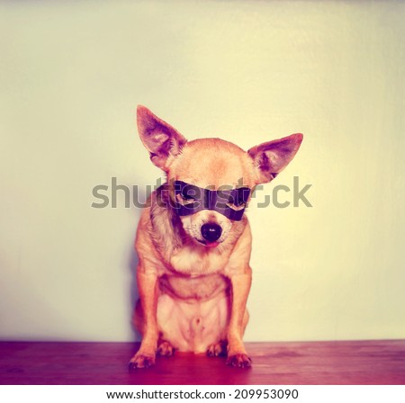 a cute chihuahua with a mask on toned with a retro vintage instagram filter