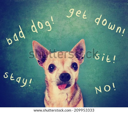 a dog in front of a chalkboard with commands written on it toned with a retro vintage instagram filter