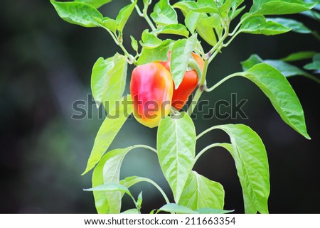 a red bell pepper plant in the summer time
