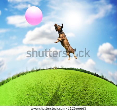 a cute terrier dachshund mix at a local park on a hot sunny day chasing a pink ball