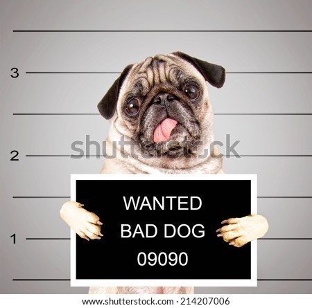 a dog in front of a convict poster getting a mug shot taken