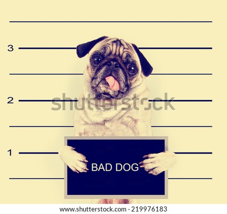 a mugshot of a bad dog toned with a retro vintage instagram filter effect