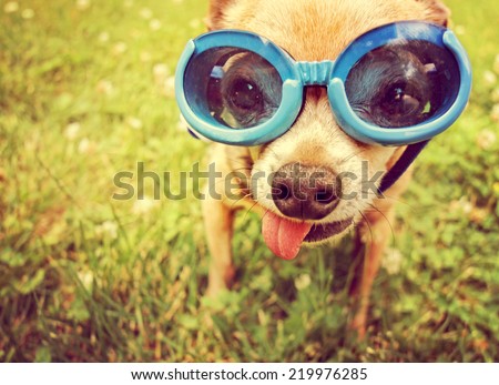 a cute chihuahua wearing goggles in the grass with his tongue out toned with a retro vintage instagram filter effect (focus on the eyes inside the goggles)