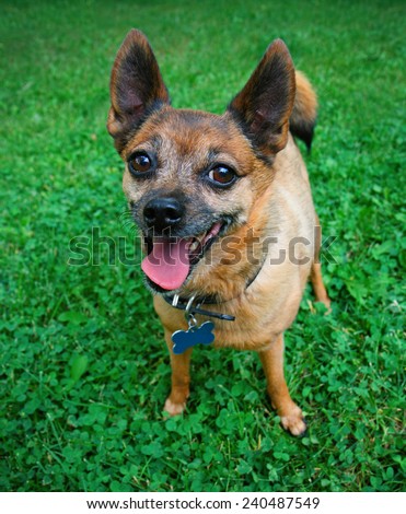 a dog standing in the grass panting
