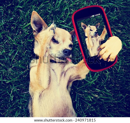a cute chihuahua in the grass taking a selfie on a cell phone cell phone toned with a retro vintage instagram filter effect