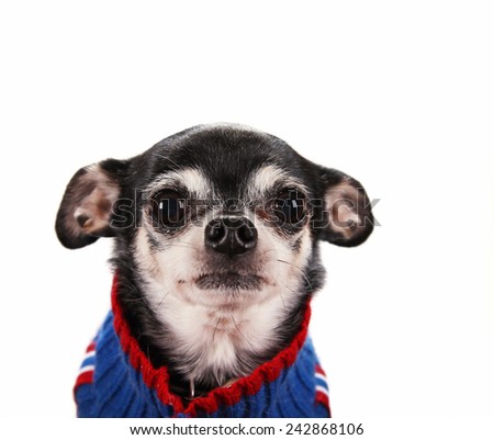 a cute chihuahua with his ears back in a submissive position wearing a knitted cardigan sweater