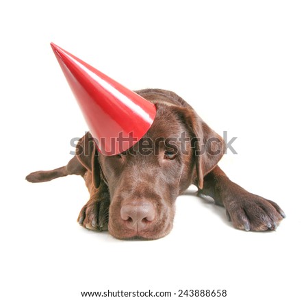 a chocolate lab with a party hat isolated on a white background