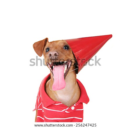 a dog with a birthday hat on and a red shirt with his tongue hanging out