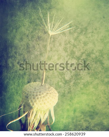 a single seed stuck on a dandelion plant with a grunge paper texture overlay toned with a retro vintage instagram filter or action app effect