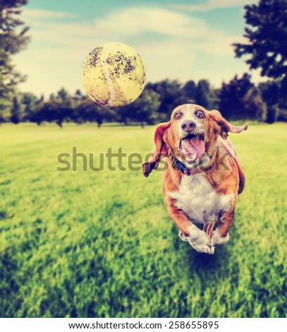 basset hound running to try and catch a tennis ball in mid-air toned with a retro vintage instagram filter app or action effect (focus on the ball) VERY shallow depth of field